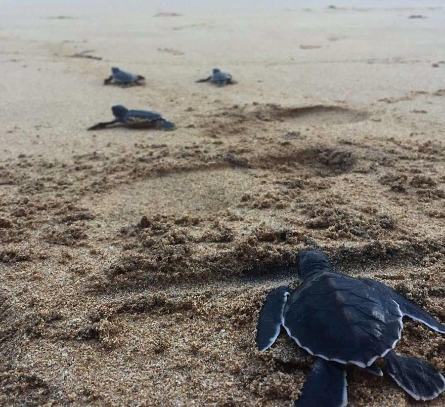 Weligama Bay Watsila Resort Zewnętrze zdjęcie